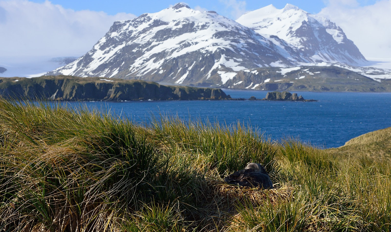 Soil Biodiversity And Ecoregions – Antarctica – Part 1 - Soil Learning ...