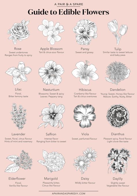 Guide To Edible Flowers 