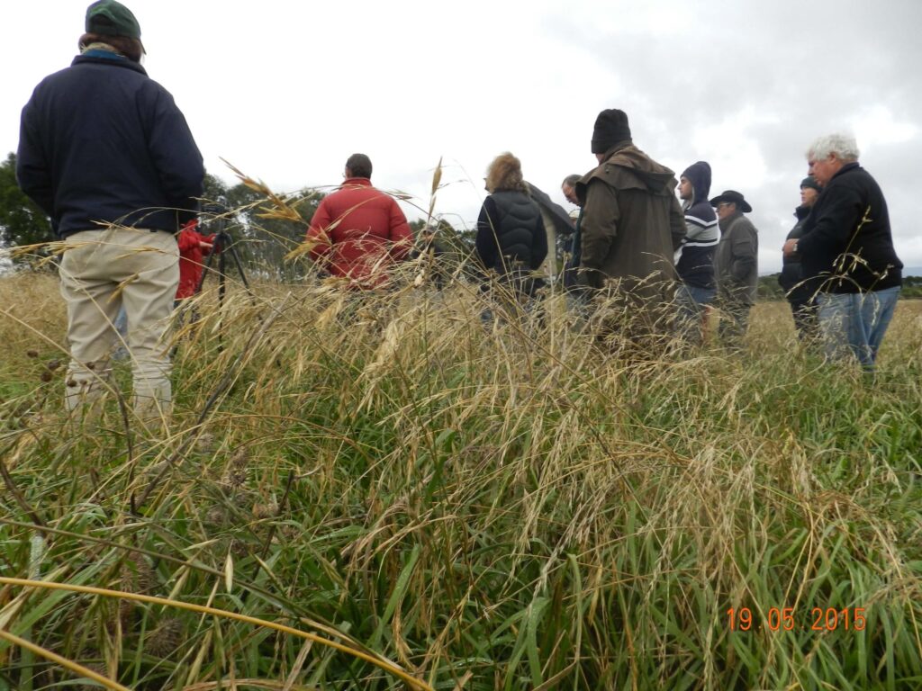 Native grasses offer practical benefits for regenerative farming practices