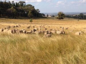 Pasture Cropping in Australia